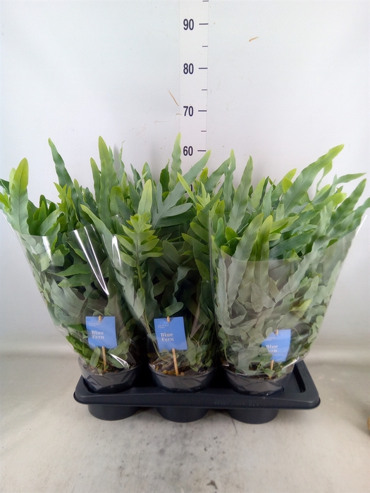 <h4>Phlebodium aureum 'Blue Star'</h4>