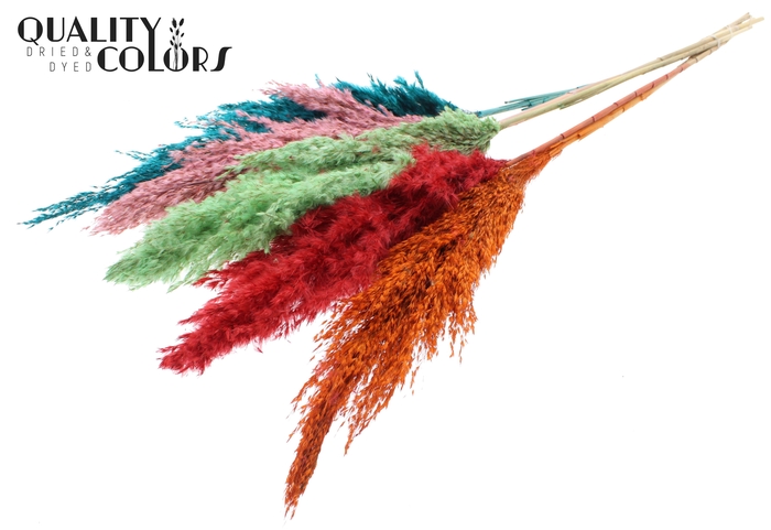 <h4>Pampas Grass 100cm 5st/bunch Summer Sorbet</h4>