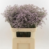 Limonium 'Safora Oshi Pink'