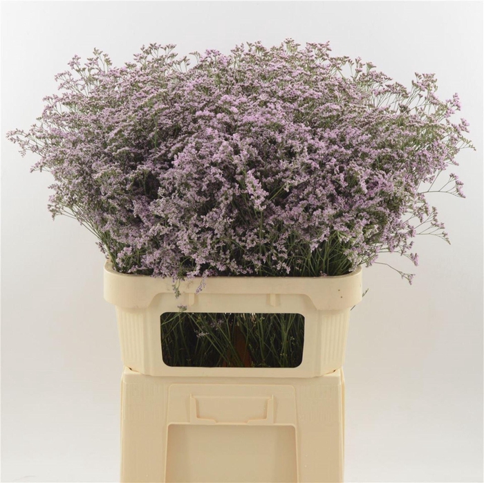 <h4>Limonium 'Safora Oshi Pink'</h4>