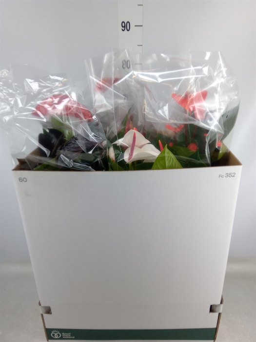 <h4>Anthurium   ...mix</h4>