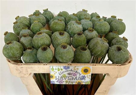 Papaver Som Zd