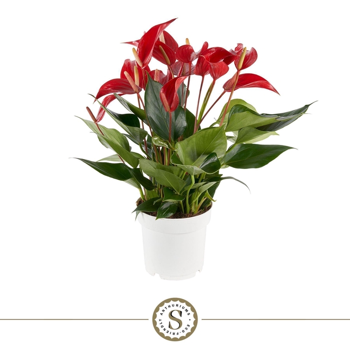 <h4>Anthurium Mille Fleurs Roja 14cm</h4>