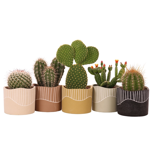 <h4>Cactus mix 10,5 cm in Lombok sierpot</h4>