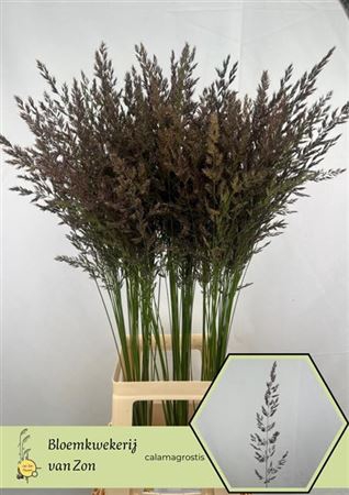 <h4>Calamagrostis Brachy</h4>