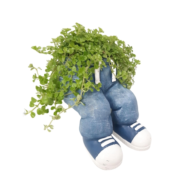 <h4>Arr.   Kamerplant Groen L%</h4>