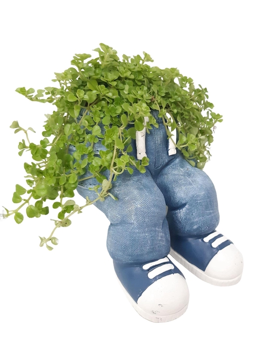 Arr.   Kamerplant Groen L%