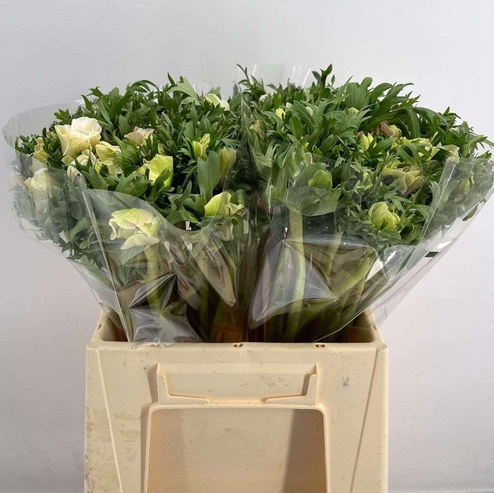 <h4>ANEM EX WHITE</h4>