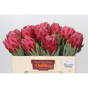 PROTEA VENUS