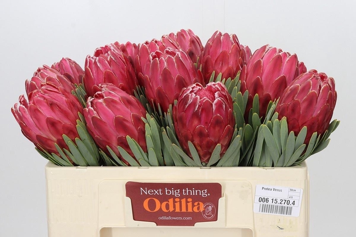 <h4>PROTEA VENUS</h4>