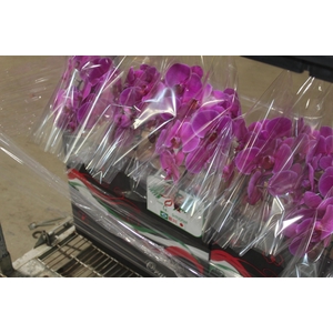 PHALAENOPSIS CASCATA P15 ROSA