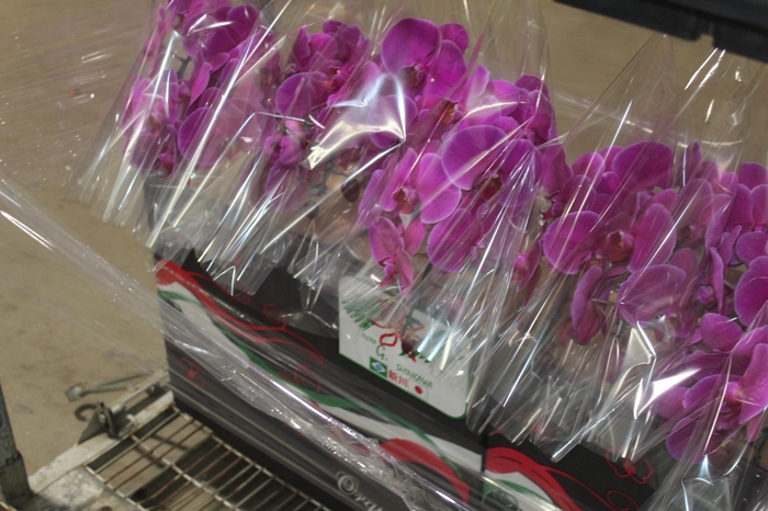 <h4>PHALAENOPSIS CASCATA P15 ROSA</h4>