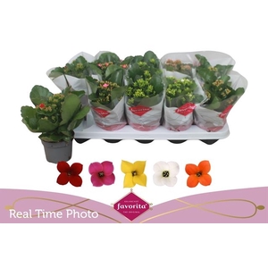 KALANCHOE MIX FAVORITA