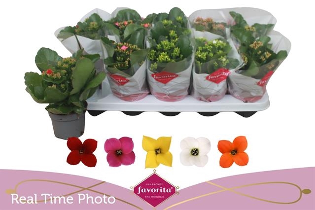 KALANCHOE MIX FAVORITA