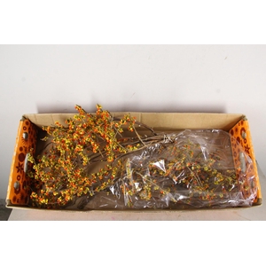 CELAS SC NICO BES 65CM