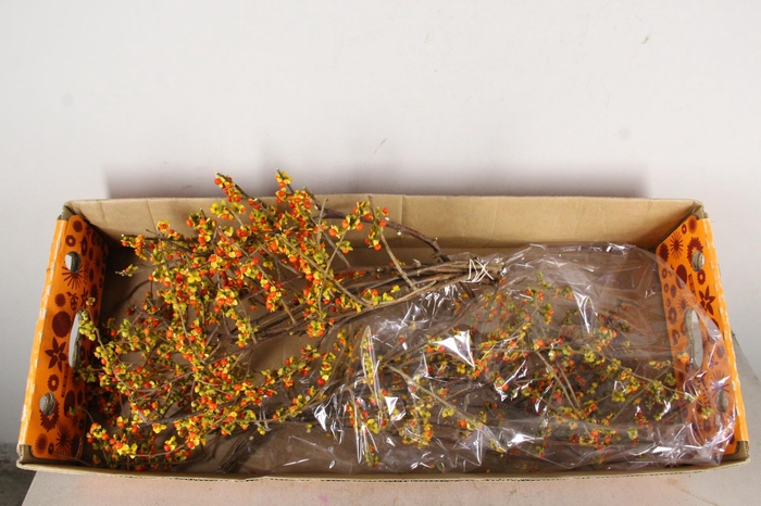 <h4>CELAS SC NICO BES 65CM</h4>