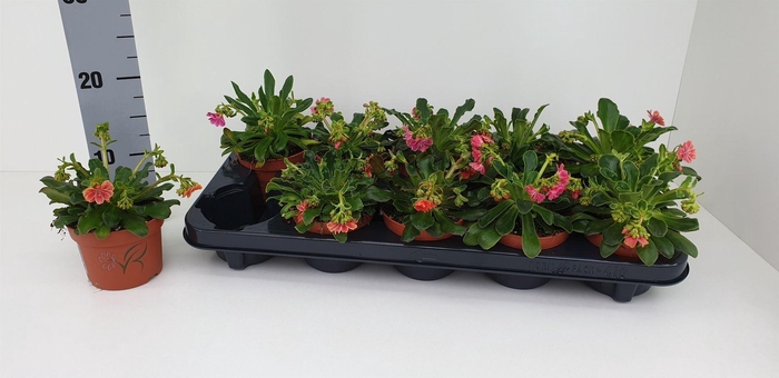 <h4>Lewisia cotyledon</h4>