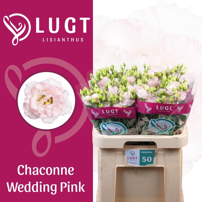 <h4>EUS G CHAC WED PINK</h4>