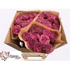 Rosa Garden Purple Delight