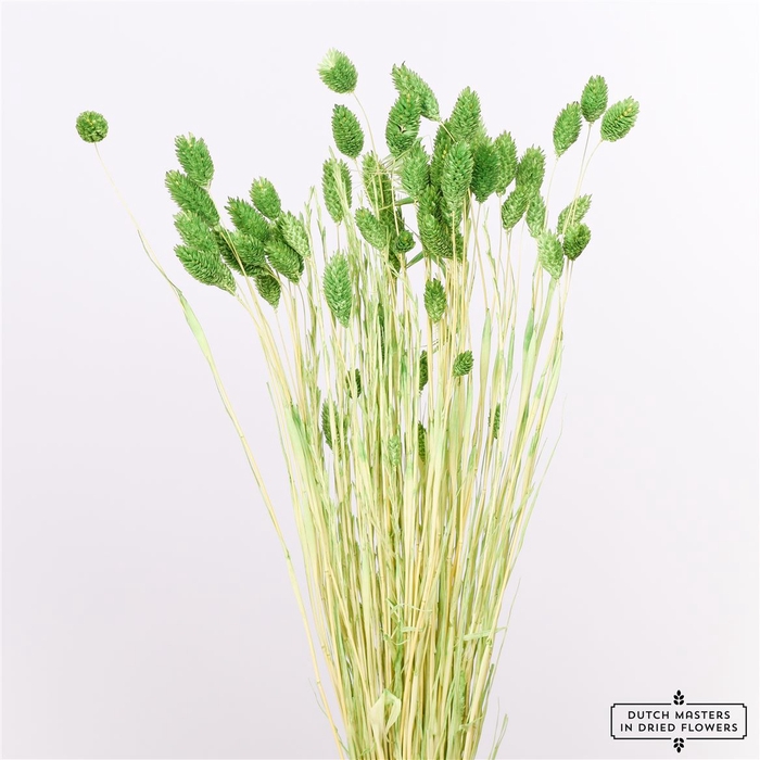 Dried Phalaris Bl Light Green Bunch