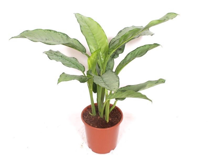 <h4>Aglaonema Freedman</h4>