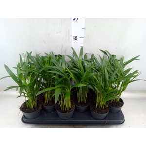 Dypsis lutescens   ...Chrysalidoca