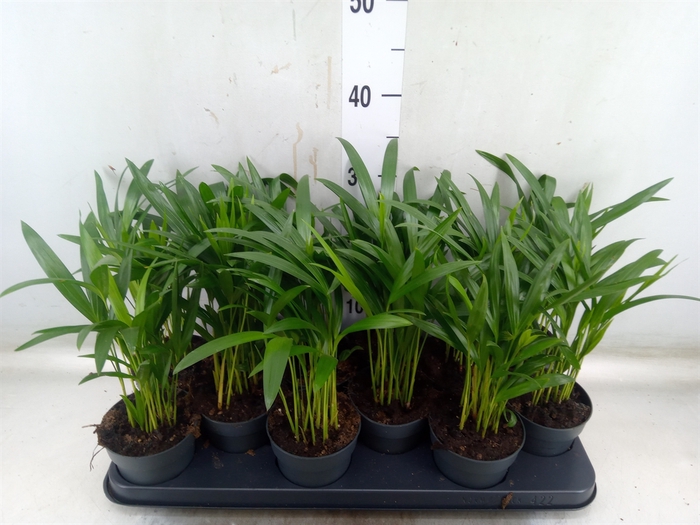 <h4>Dypsis lutescens   ...Chrysalidoca</h4>