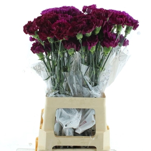 Di St Col Yukari Violet / Purple