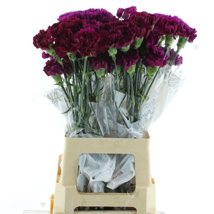 <h4>Di St Col Yukari Violet / Purple</h4>