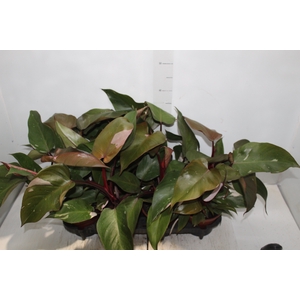 PHILODENDRON PINK PRINCESS P15