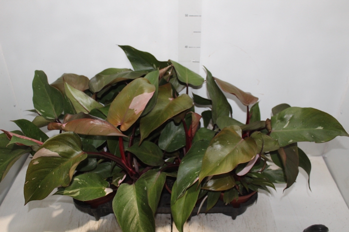 <h4>PHILODENDRON PINK PRINCESS P15</h4>