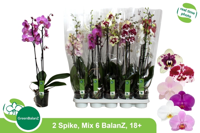 <h4>PHAL GEM 6 KL</h4>