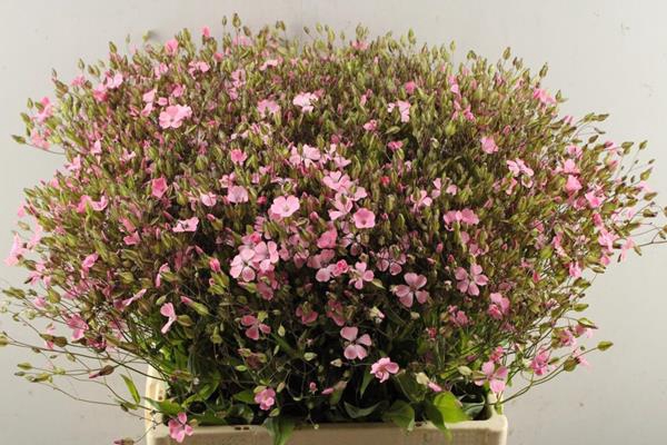 <h4>Saponaria Roze Bos X10 577</h4>