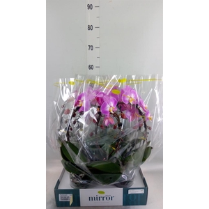 Phalaenopsis   ...rose