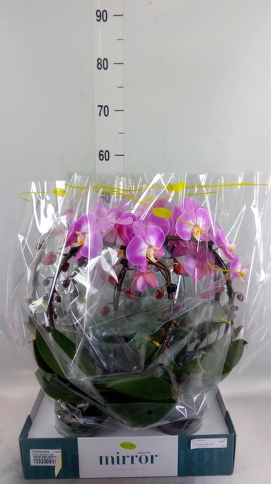 <h4>Phalaenopsis   ...rose</h4>