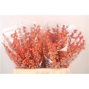 Ilex magical daydream