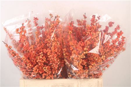 <h4>Ilex magical daydream</h4>