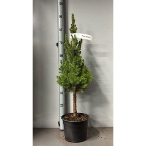 PICEA GL CONICA STEM P21 95CM