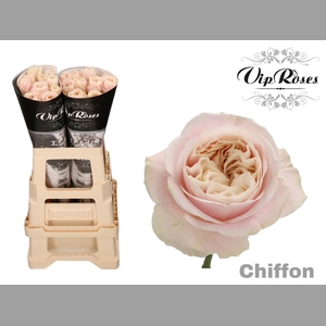 R GR CHIFFON x20
