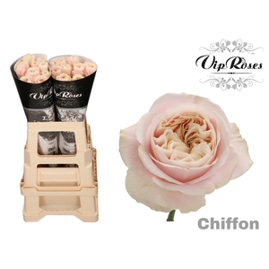 R GR CHIFFON