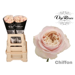 R Gr Chiffon X20