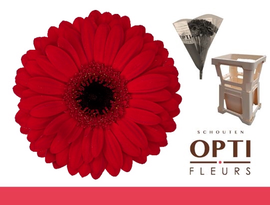 <h4>Gerbera Beauty Water</h4>