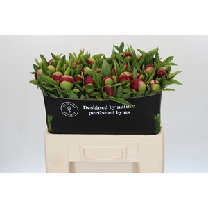 Paeonia Red Charm