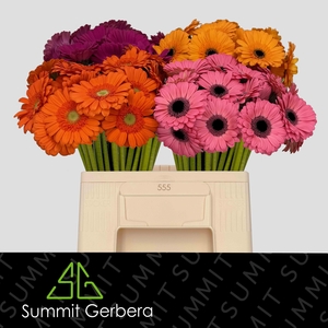 Germini Mix 4 kleuren Water/Hoes x80