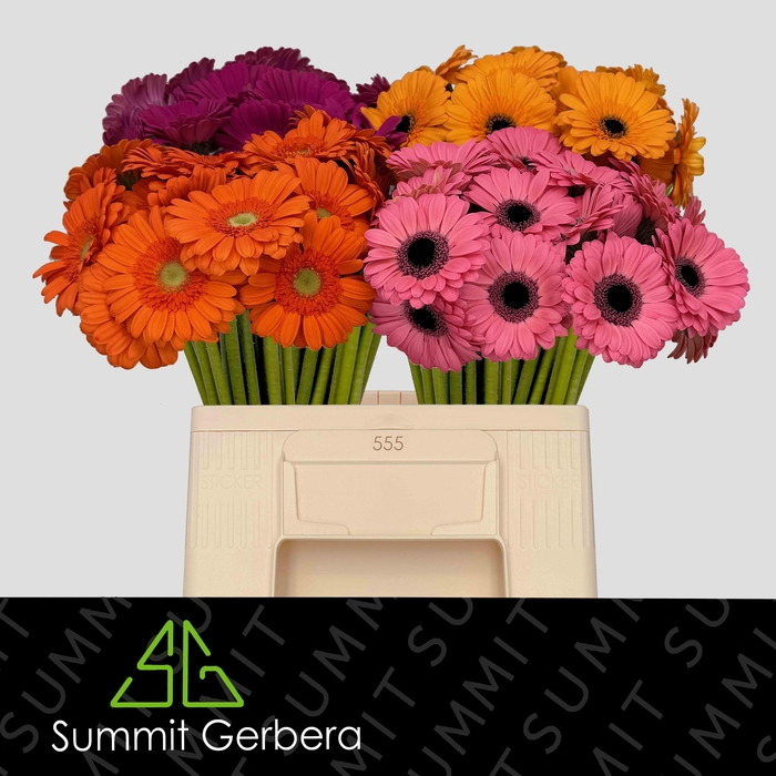 <h4>Germini Mix 4 kleuren Water/Hoes x80</h4>