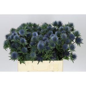 Eryngium Magnet