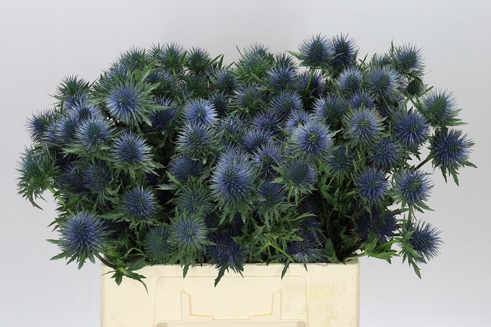 <h4>Eryngium Magnet</h4>