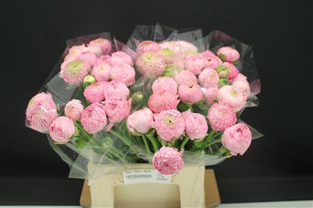 <h4>Ran Aazur Pink X50</h4>