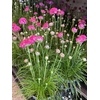 Armeria maritima