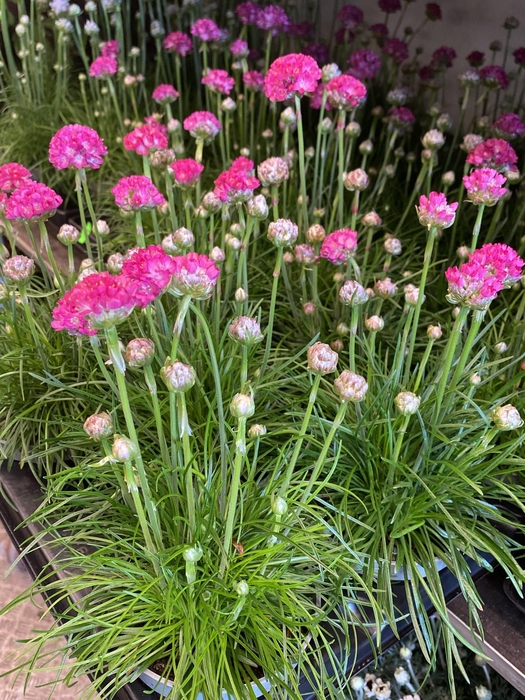 Armeria maritima